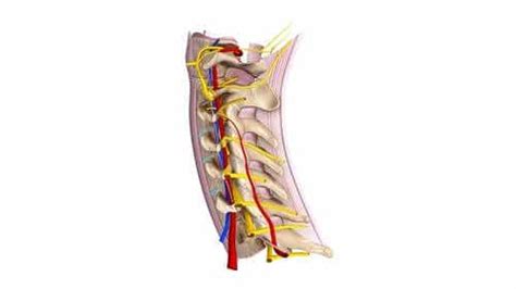 Nervi Spinali Cervicali Tutto Quello Che Cè Da Sapere Vivere Più Sani