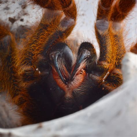 Juvenile Orange Bitey Thing Tarantula Pterinochilus Murinus Bug Pets Ltd