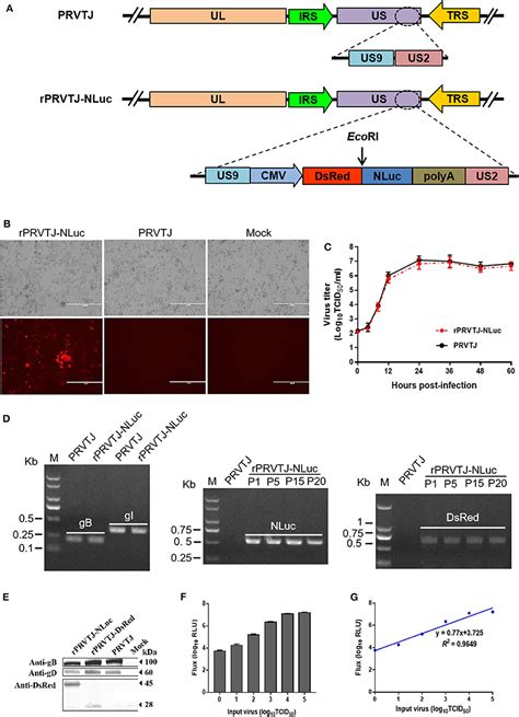 Frontiers A Nanoluc Luciferase Reporter Pseudorabies Virus For Live