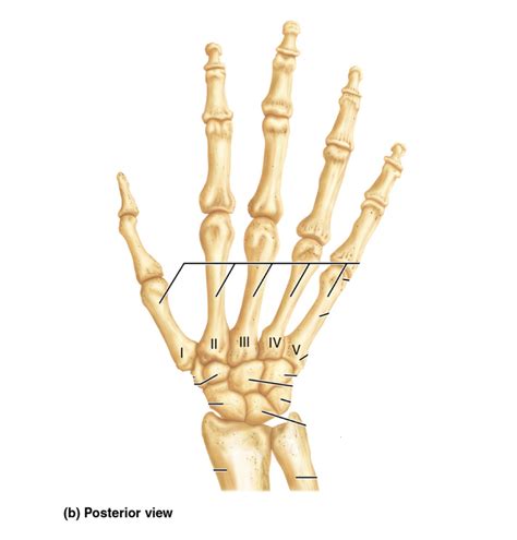 Carpals Metacarpals Phalanges Diagram Quizlet