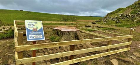 Sycamore Gap Tree Will Live On As National Trust And National Park