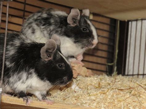 Degus Suchen Ein Neues Zuhause Degu Schweiz