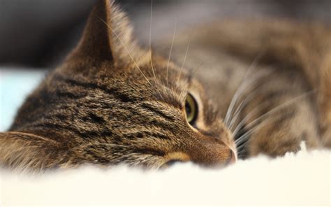 壁纸 眼睛 鼻子 晶须 野猫 梦想 小猫 动物群 脊椎动物 特写 猫像哺乳动物 中小型猫 大花猫 国内短发猫