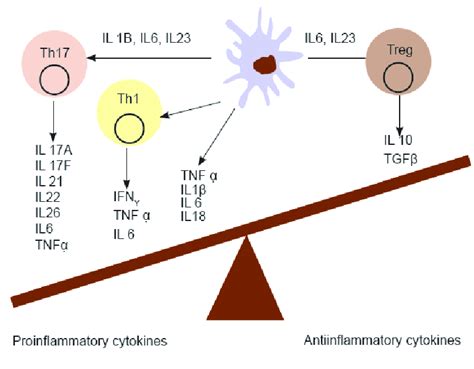 Pro Inflammatory And Anti Inflammatory Cytokine Balance Bamola Et Al