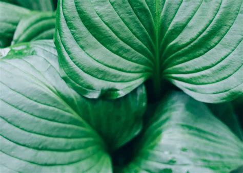 Types Of Hostas 🍃 🌿 Exploring The World Of These Shade Loving Beauties