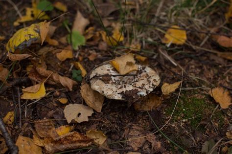 Premium Photo Forest Grebes Are Inedible Poisonous Mushrooms Aspen Bunch