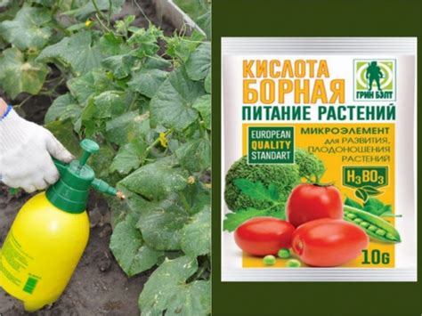 Огурец кустовой: характеристики, описание сортов, фото и отзывы ...
