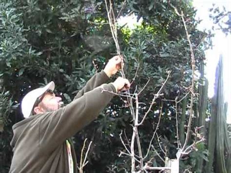 Pear Tree Pruning Diagram