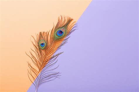 Premium Photo Peacock Feather On Pastel Color Paper Background Background