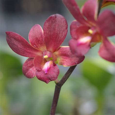 Buy Orchid Dendrobium No Flask Amthai Orchids Online