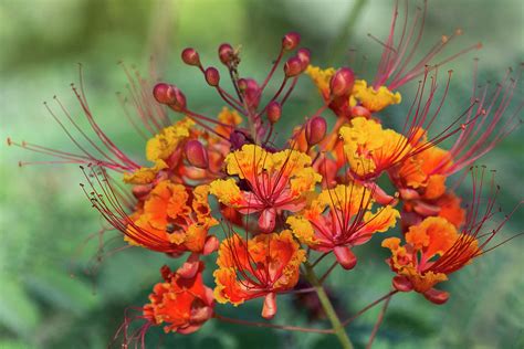 Mexican Bird Of Paradise Blooming Photograph By Saija Lehtonen