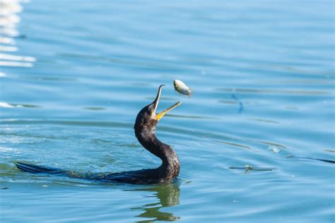 Birding at the Riparian Preserve : r/phoenix