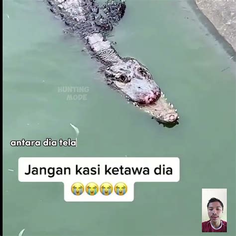 buaya bibir sumbing shorts youtube