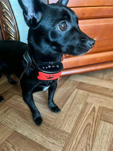 Anti Bark Dog Collar – Barkermeow