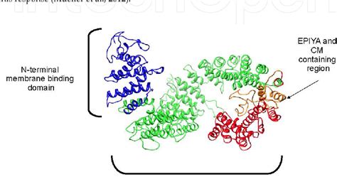 Figure 3 From The Role Of CagA Protein Signaling In Gastric