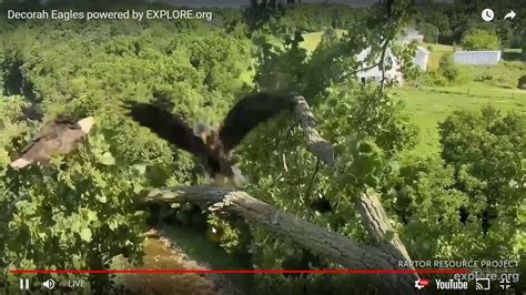 Decorah Eagles Cam watch live footage of Bald Eagles Explore org Google ...