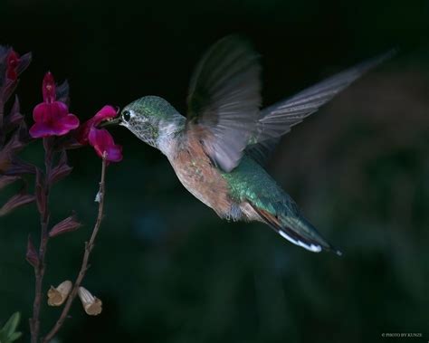 Broad Tailed Hummingbird Selasphorus Platycercus Flickr