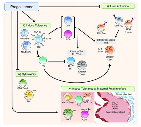 Summary Of The Immunomodulatory Effects Of P4 In The Periphery P4 Download Scientific