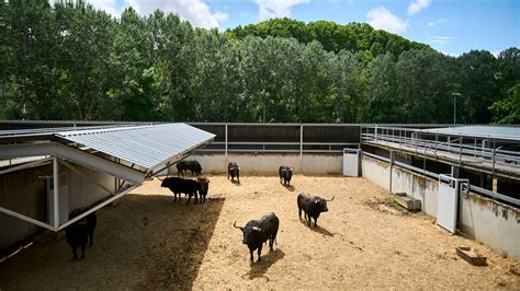 Los Toros De Fuente Ymbro Impactan En El Gas Uno A Uno Los Toros Del