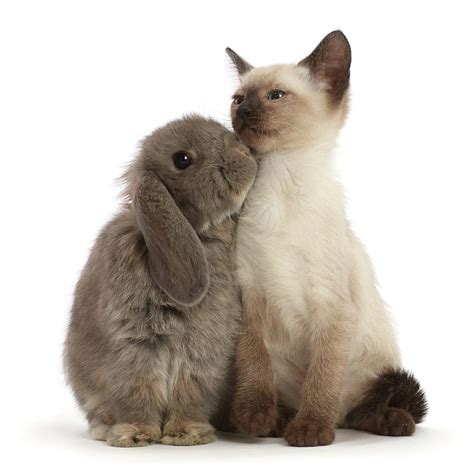 Ragdoll Cross Kitten 8 Weeks Old Photograph By Mark Taylor Pixels