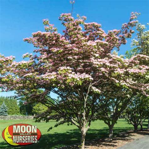 Chinese Fringe Tree Flowering Trees Moon Valley Nurseries