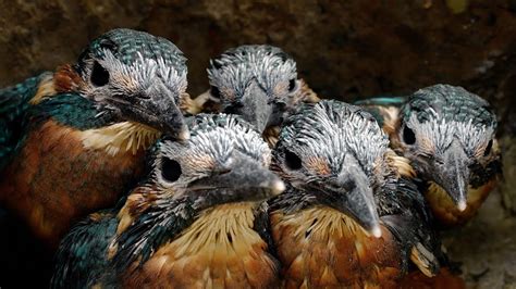 Kingfishers Brilliant Feathers Grow Through 4k Discover Wildlife