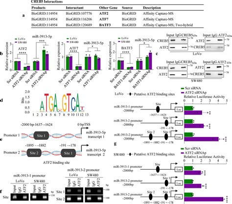 Atf Transcriptionally Regulates Mir P By Binding To Its