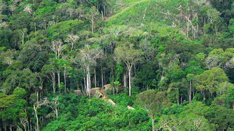 Blog Guru Geografi: Hal Menakjubkan Hutan Amazon