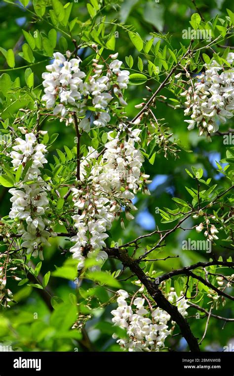 Black Locust Gewöhnliche Robinie Robinia Pseudoacacia Fehér Akác