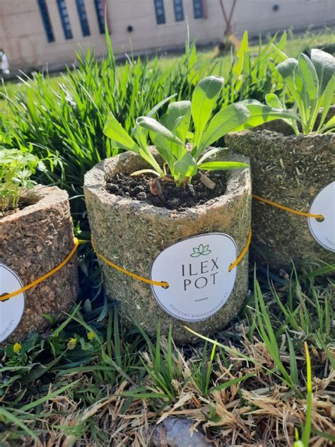 Alumnos Crearon Macetas Biodegradables Con Yerba Mate Y Son Furor