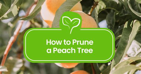 How To Prune A Peach Tree A Step By Step Guide For Beautiful Harvests Plant Propagation