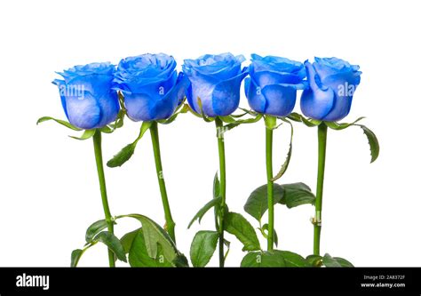 Beautiful Blue Rose Flowers