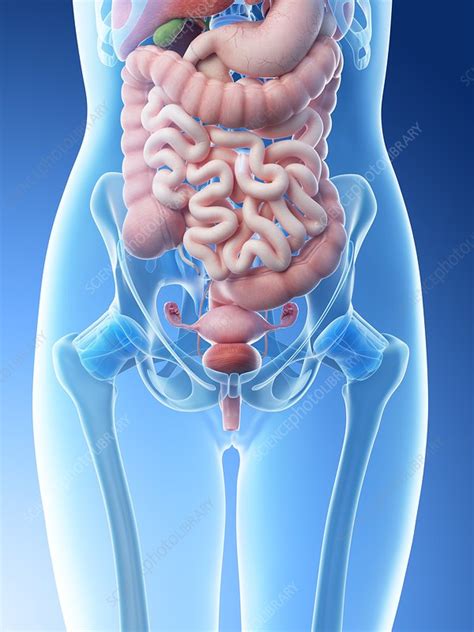 Female Abdomen Anatomy Diagram