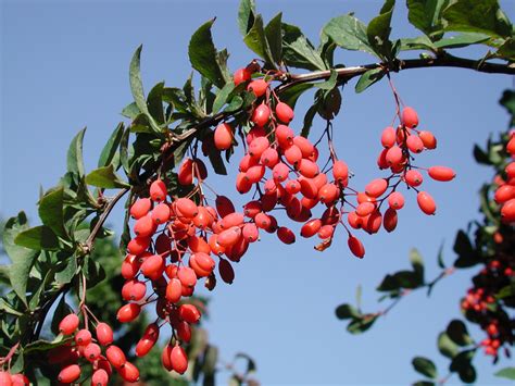 BERBERIS vulgaris | Decidous trees and Shrubs | Assortment/Shop ...