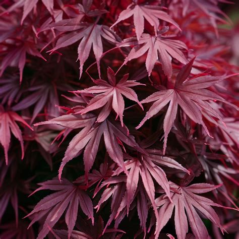 Acer Palmatum Ssp Matsumurae Atropurpureum Dissectum Dry Seed Red L Myseedsco