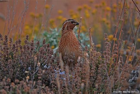 Arranca Una Nueva Campa A De Aves Migratorias Estivales En El