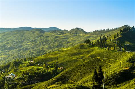 Photograph Tea Garden in Kanyam, Ilam by abkhanal on 500px