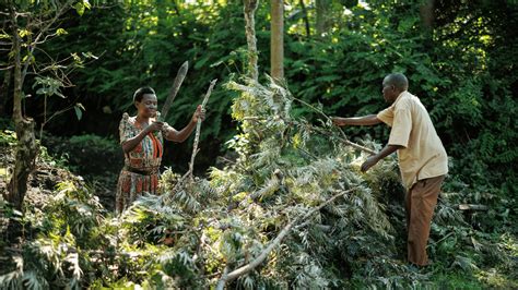 Agroforestry: Empowering Communities Through Sustainable Agriculture - Global EverGreening Alliance