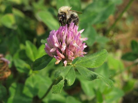 Клевер луговой - описание растения, строение цветка, характеристика