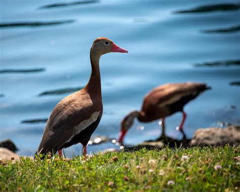 Outdoor Illinois Journal: Duck, Duck, Goose? The Black-bellied Whistling Duck