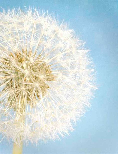 Dandelion Wall Art Dandelion Canvas Print Nursery Wall Art | Etsy