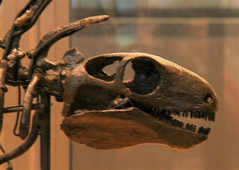 Exhibits and Images | Amherst College | Prehistoric dinosaurs, Fossils, Museum