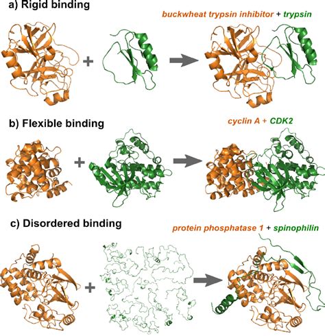 Protein Flexibility And Conformational Changes Upon Binding A Rigid