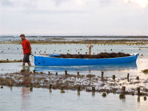 340+ Seaweed Farm Indonesia Stock Photos, Pictures & Royalty-Free ...