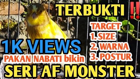 TERBUKTIPAKAN NABATI BIKIN KENARI SERI AF MONSTERMAKIN CERAH BADAN