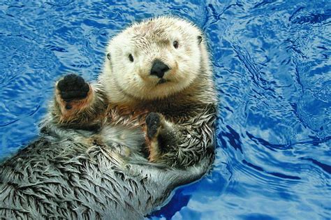 Cute Sea Otter Wallpaper