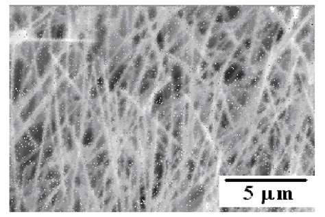 Sem Image Of Structure Of Zno Nanowires On Silicon Substrate