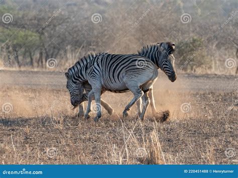 Zebra Stallions Fighting Each Other For Dominance During Golden Hour In