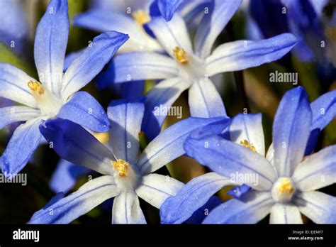 Glory Of The Snow Scilla Luciliae Chionodoxa Luciliae Early Spring