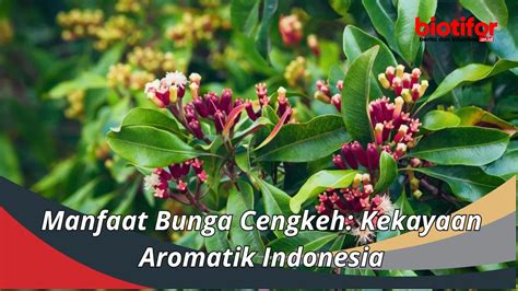 Manfaat Bunga Cengkeh: Kekayaan Aromatik Indonesia - Biotifor